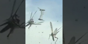 Canarias alerta ante la posibilidad de la llegada de una plaga de langostas Canarias alerta ante la posibilidad de la llegada de una plaga de langostas