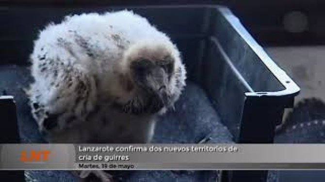Lanzarote confirma dos nuevos territorios de cría de guirres