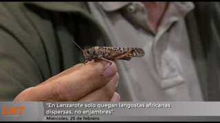“En Lanzarote solo quedan langostas africanas dispersas, no enjambres" “En Lanzarote solo quedan langostas africanas dispersas, no enjambres"