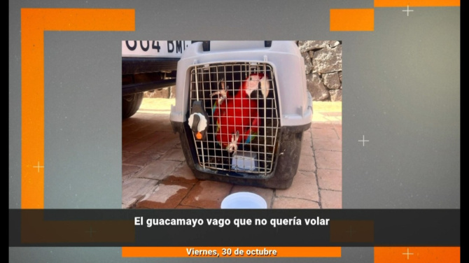 El guacamayo rebelde y "vago" que no quería volar El guacamayo rebelde y "vago" que no quería volar