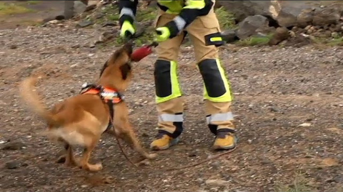 Marea, la perra de Emerlan encargada de localizar restos humanos