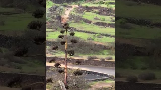 Espectaculares imágenes del agua caída en Lanzarote