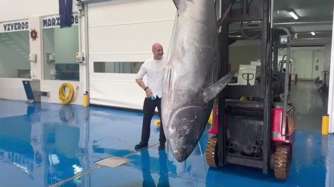 Llega el primer atún rojo a Lanzarote