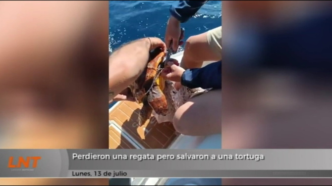 Perdieron una regata, pero salvaron a una tortuga Perdieron una regata, pero salvaron a una tortuga