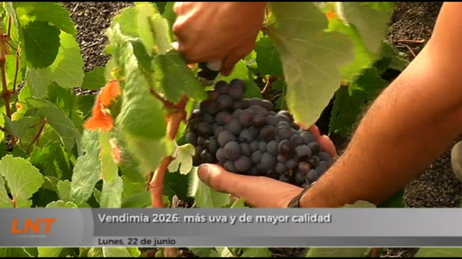 Vendimia 2026: más uva y de mayor calidad Vendimia 2026: más uva y de mayor calidad