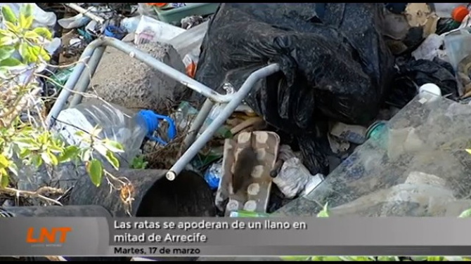 Las ratas se apoderan de un llano en mitad de Arrecife