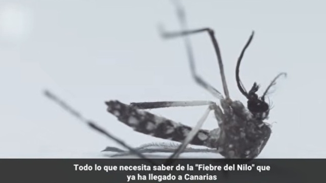 Todo lo que necesita saber de la "Fiebre del Nilo" que ya ha llegado a Canarias 