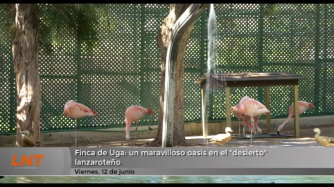Finca de Uga: un maravilloso oasis en el "desierto" lanzaroteño