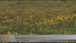 Explosión de vida en el campo lanzaroteño