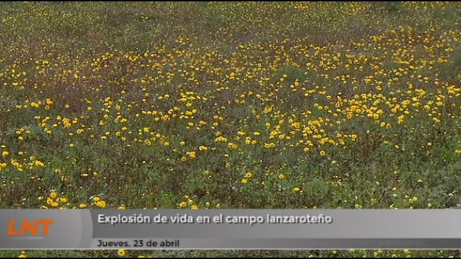 Explosión de vida en el campo lanzaroteño