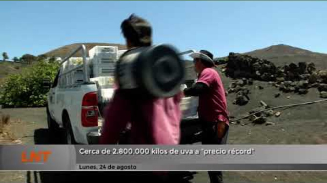 Cerca de 2,8 millones de kilos a "precio récord" de la uva de Lanzarote