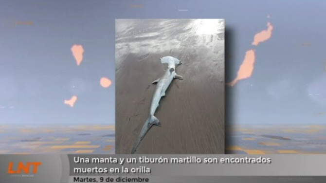 Una manta y un tiburón martillo son encontrados muertos en la orilla
